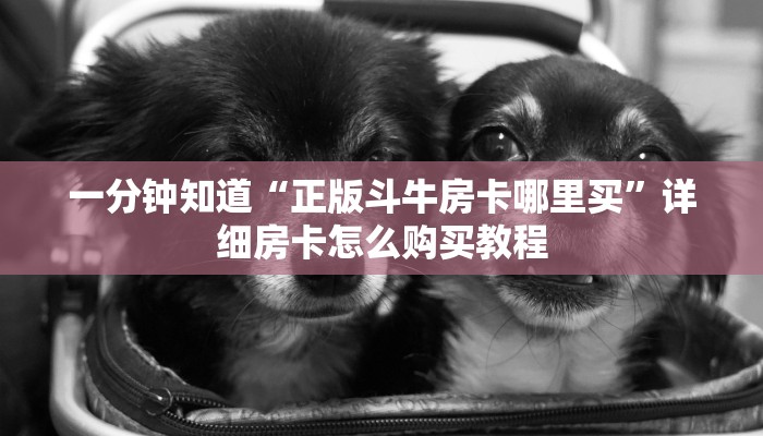 一分钟知道“正版斗牛房卡哪里买”详细房卡怎么购买教程