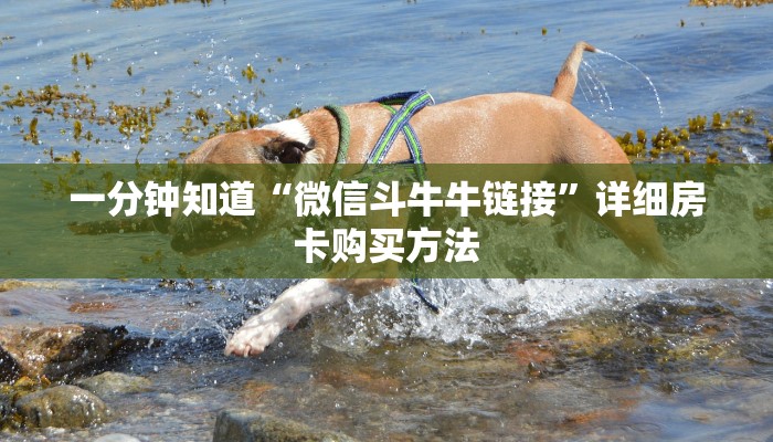 一分钟了解“微信金花链接房卡从哪里充值”详细房卡怎么购买教程