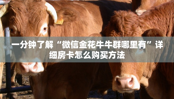 玩家必看“新猴王牛牛房卡”获取房卡购买教程
