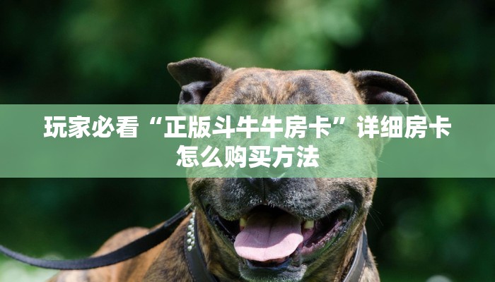 玩家必看“正版斗牛牛房卡”详细房卡怎么购买方法