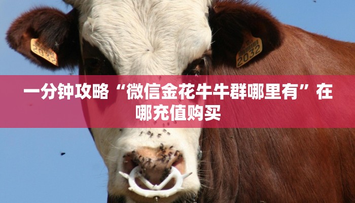 玩家必看“道游大厅购买房卡呀”获取房卡购买教程 玩家必看“道游大厅购买房卡呀”获取房卡购买教程