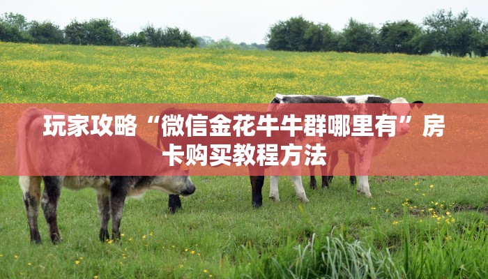 玩家攻略“黑鹰众玩房卡在哪里充值”房卡购买教程方法